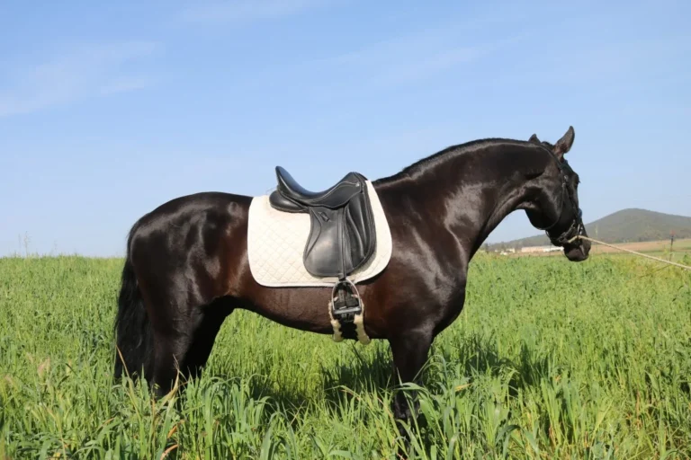 Yeguada Nieto Romero