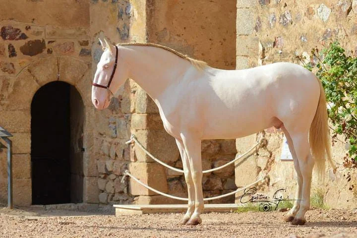 Yeguada Nieto Romero