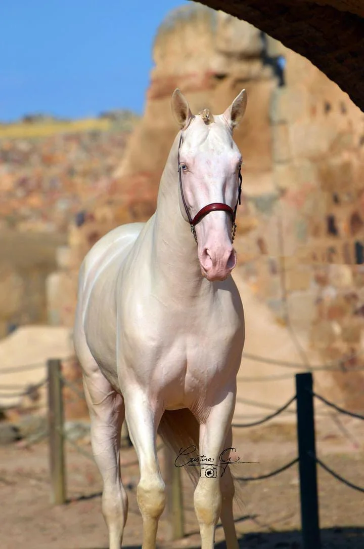 Yeguada Nieto Romero