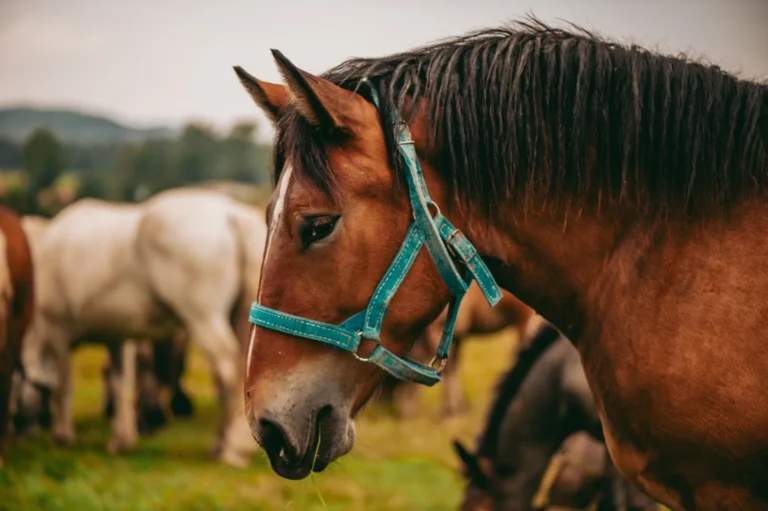 Yeguada Nieto Romero